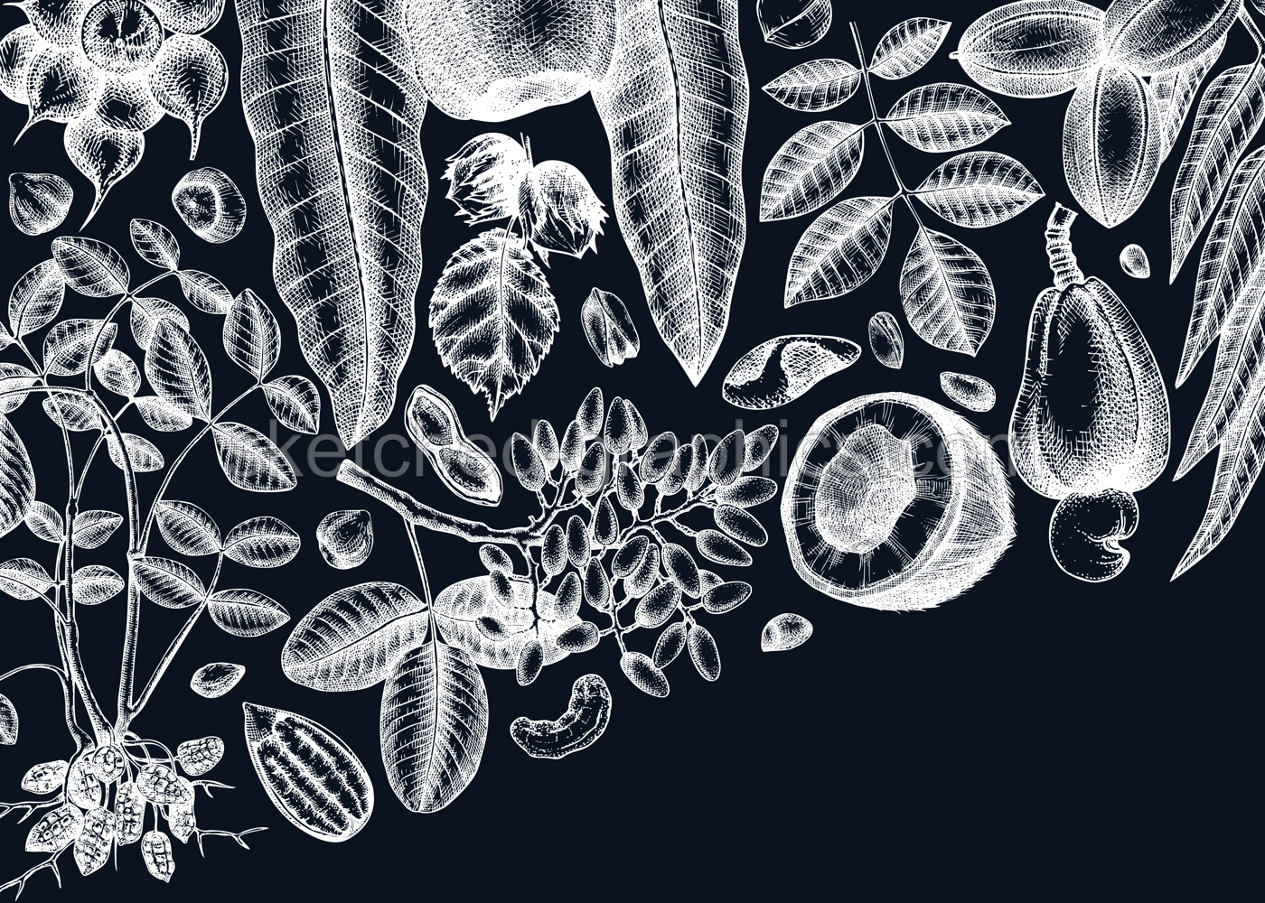 Vector nuts background on chalkboard. Vintage nuts sketched banner. Healthy food backdrop with branches, plants, nutshells hand-drawings. Realistic botanical illustrations for packaging design Illustration